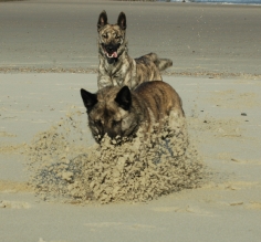 Honden spelen op het strand