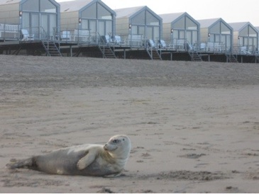 Zeehond voor strandhuisjes Julianadorp